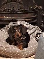 Mini dapple dachshund Dachshund for sale/adoption