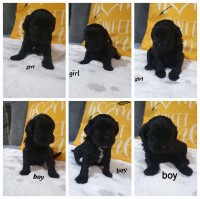 Poodle Miniature thumbnail