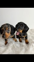 Top quality miniature dachshunds Dachshund for sale/adoption