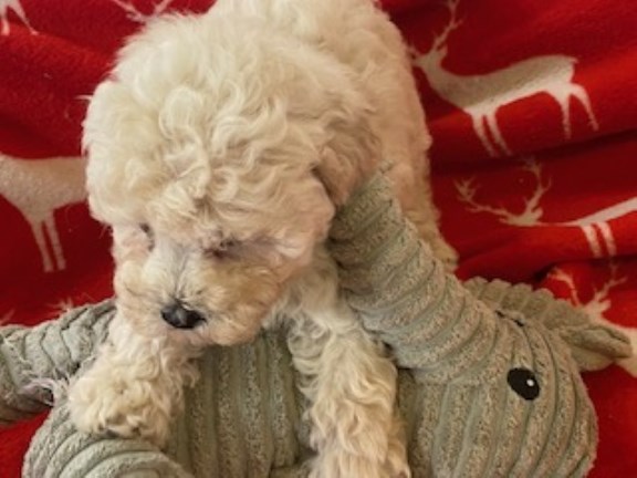 Poodle Toy puppy for sale + 37422