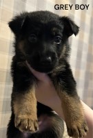 Ready now!! German Shepherd Litter German Shepherd Dog for sale/adoption