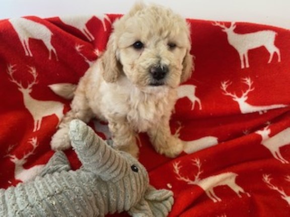 SWEET AND CHEEKY LOW SHEDDING POOCHON PUPPIES