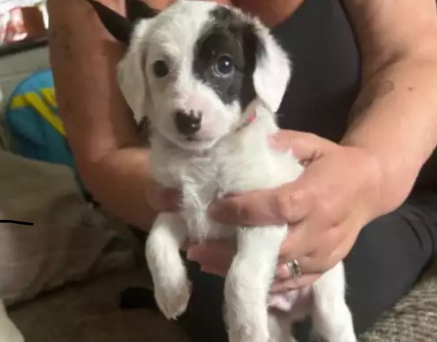 Male Jackapoo puppy for sale