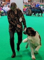 Saint Bernard thumbnail