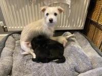 3 Jackapoo cross puppies ready for their forever home Jack Russell Terrier for sale/adoption