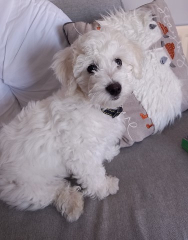 Male Bichon Frise 4 months old