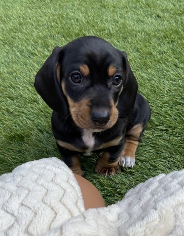 Standard smooth hair Dachshund