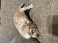 Cocker spaniels English Cocker Spaniel for sale/adoption