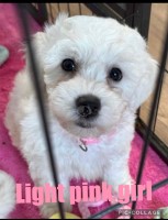 Bichon Frise thumbnail