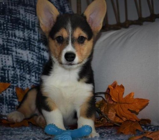 Home Raised Welsh Pembroke Corgi Puppies Needing New Homes.