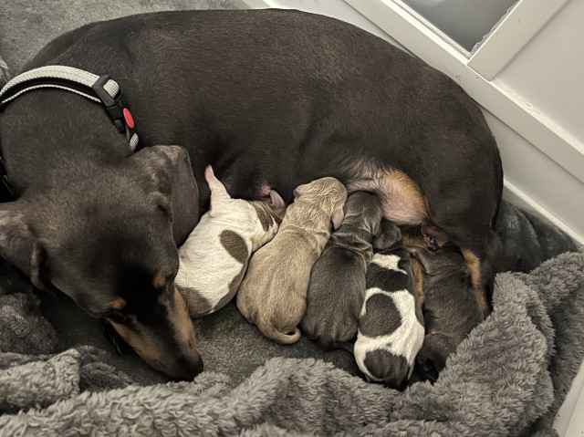 Miniature dachshunds