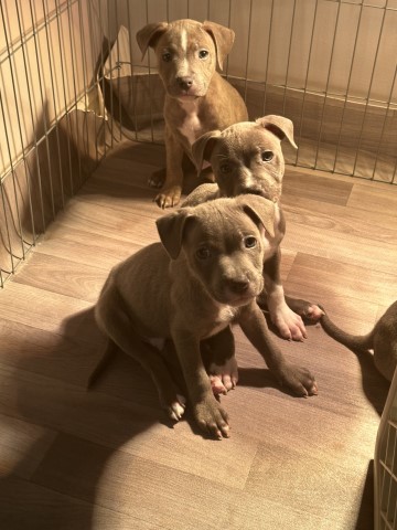 Staffordshire Bull Terrier puppy for sale + 37285