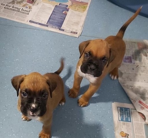 *** Boxer Puppies *** Available ***