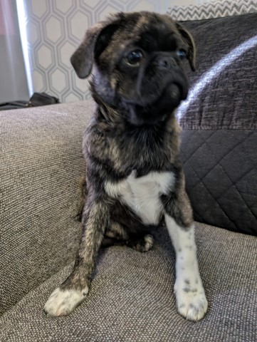 Pug puppy for sale + 37579