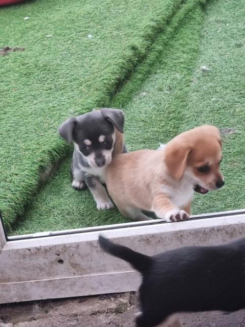 Chihuahua puppy for sale + 37418