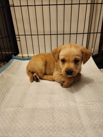 Labrador Retriever puppy for sale + 37506