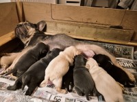 Stunning Frenchie puppies for sale French Bulldog for sale/adoption