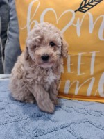 Stunning poodle pups ?? Poodle Toy for sale/adoption