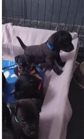 Patterdale Terrier puppy for sale + 37415