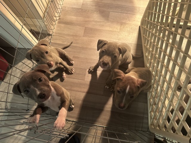 High-quality Staffordshire Bull Terrier Puppies Ready.