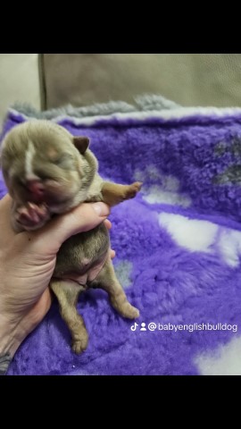 english bulldog puppies