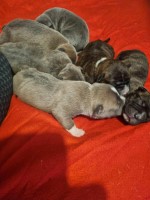 6 beautiful staffy pups Staffordshire Bull Terrier for sale/adoption