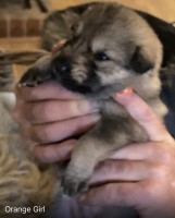 Alaskan Malamute thumbnail