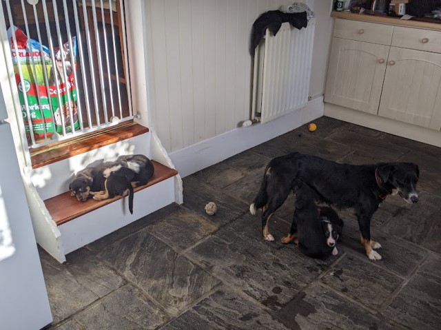 Collie/ Huntaway puppies