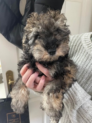 Poodle Miniature puppy for sale + 37286