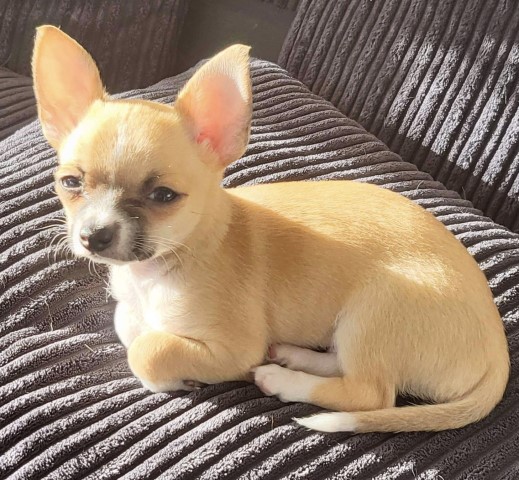 Chihuahua male puppy