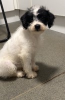 1 FEMALE JACKAPOO LEFT Jack Russell Terrier for sale/adoption