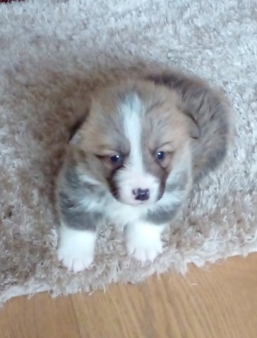 Welsh pembroke corgi puppy girl
