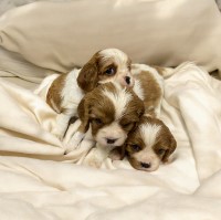 KC Registered, Health Tested Blenheim puppies Cavalier King Charles Spaniel for sale/adoption