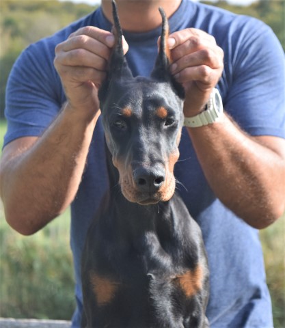 Doberman Pinscher puppy for sale + 37460