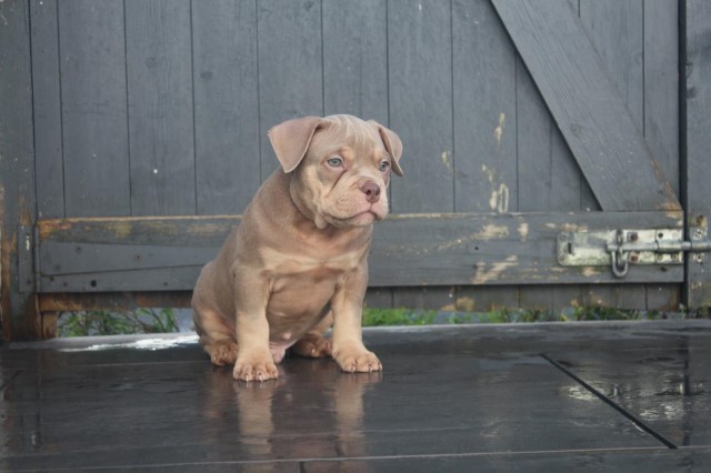 American Bulldog puppy for sale + 37459