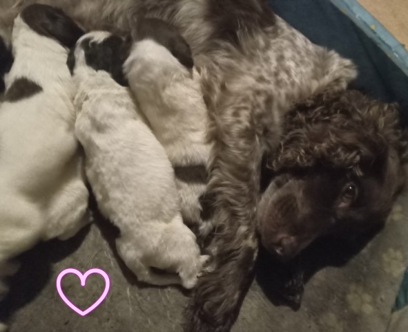 Sprocker spaniel puppies looking for their forever homes