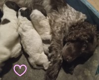 Sprocker spaniel puppies looking for their forever homes English Springer Spaniel for sale/adoption