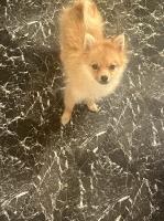 Pomeranian puppy 5 months old Pomeranian for sale/adoption