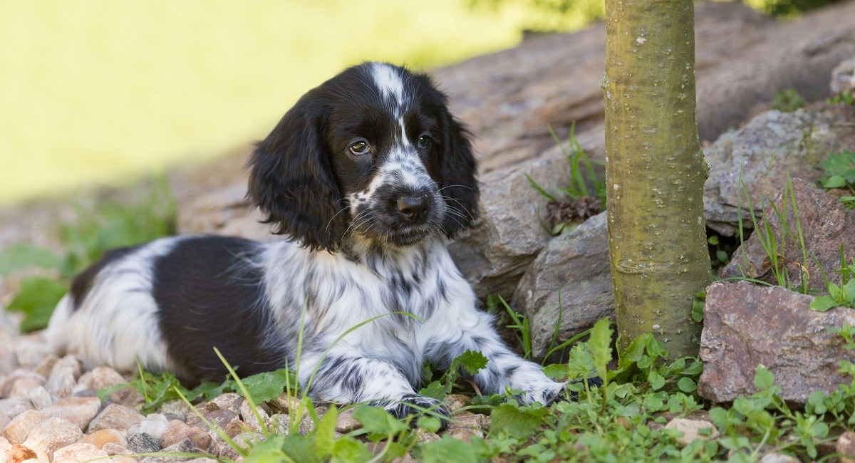 Blue roan Cocker Spaniel puppy with beautiful whiskers