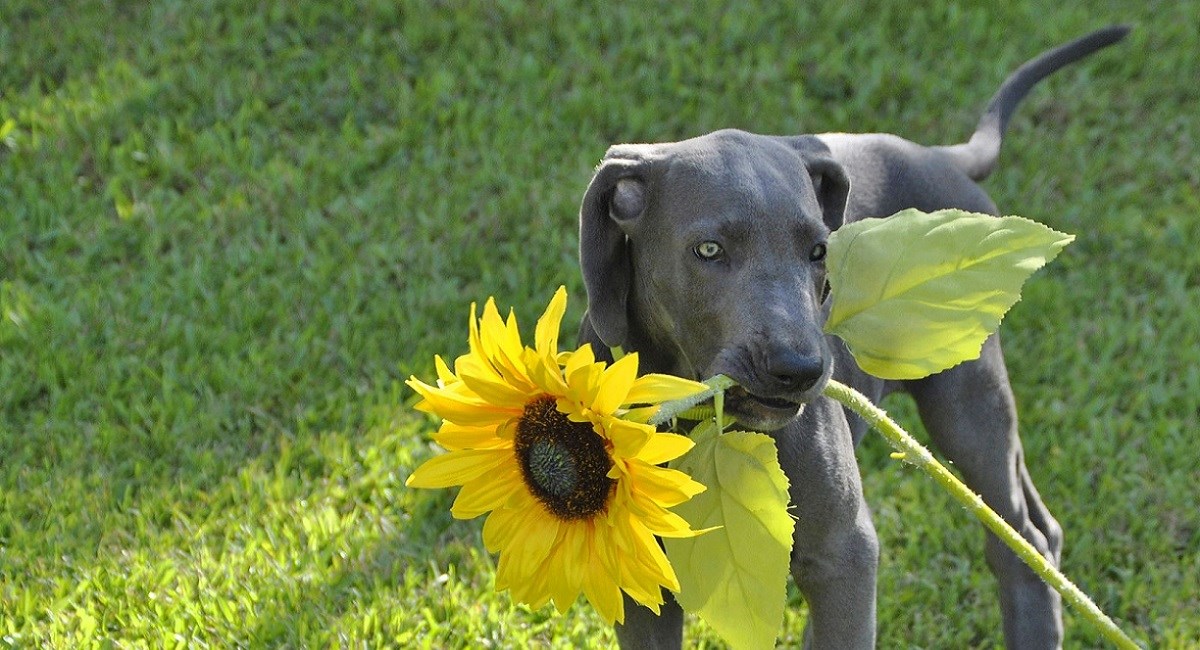 Great Dane puppy with sunflower in mouth.