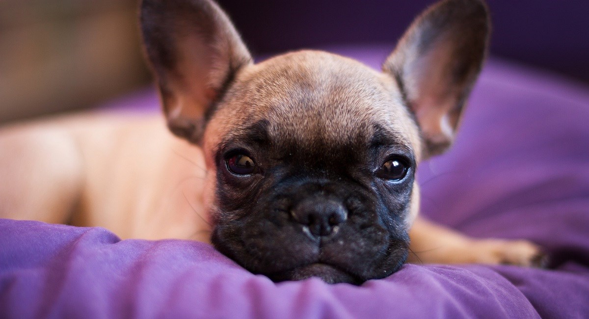 French Bulldog Puppy resting on a pillow