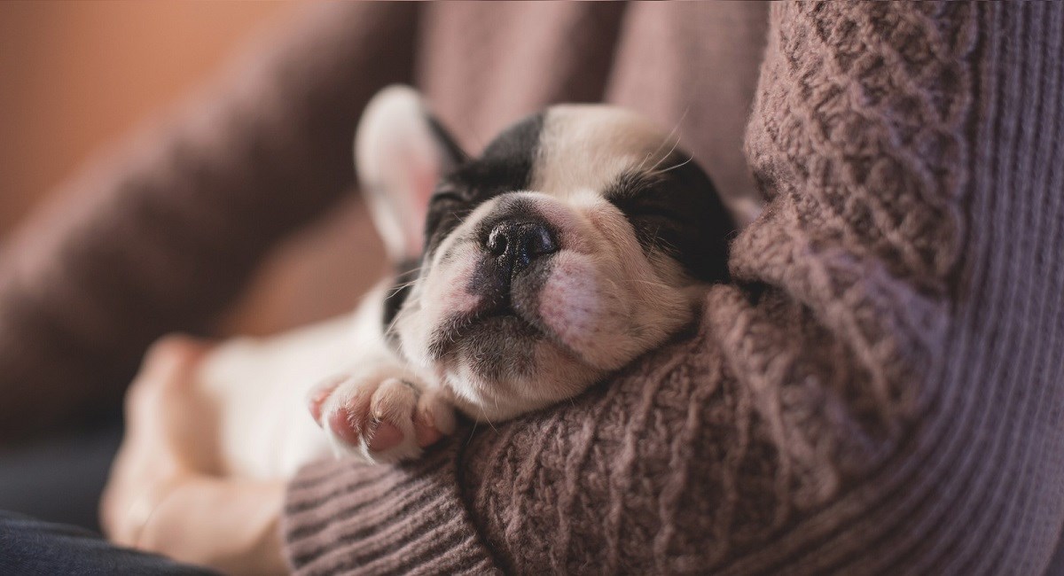 Boston Terrier puppy sleeping in owners arms