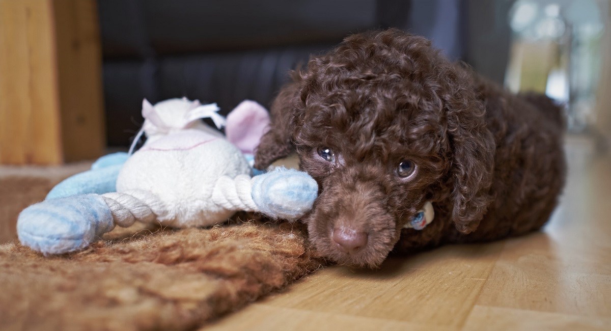 Brown Poodle puppy lying next to a doll