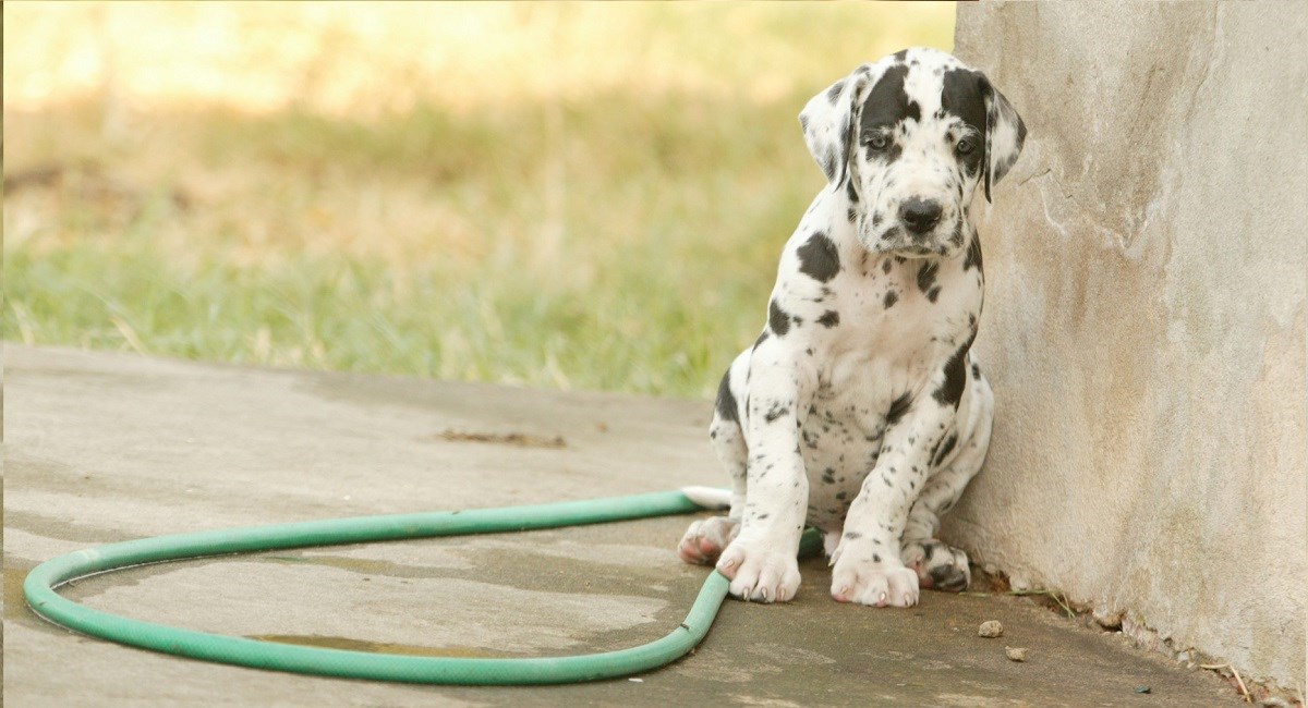 Harlequin Great Dane puppy by a wall
