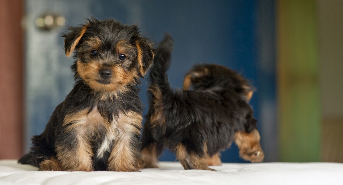 Two Yorkie puppies 