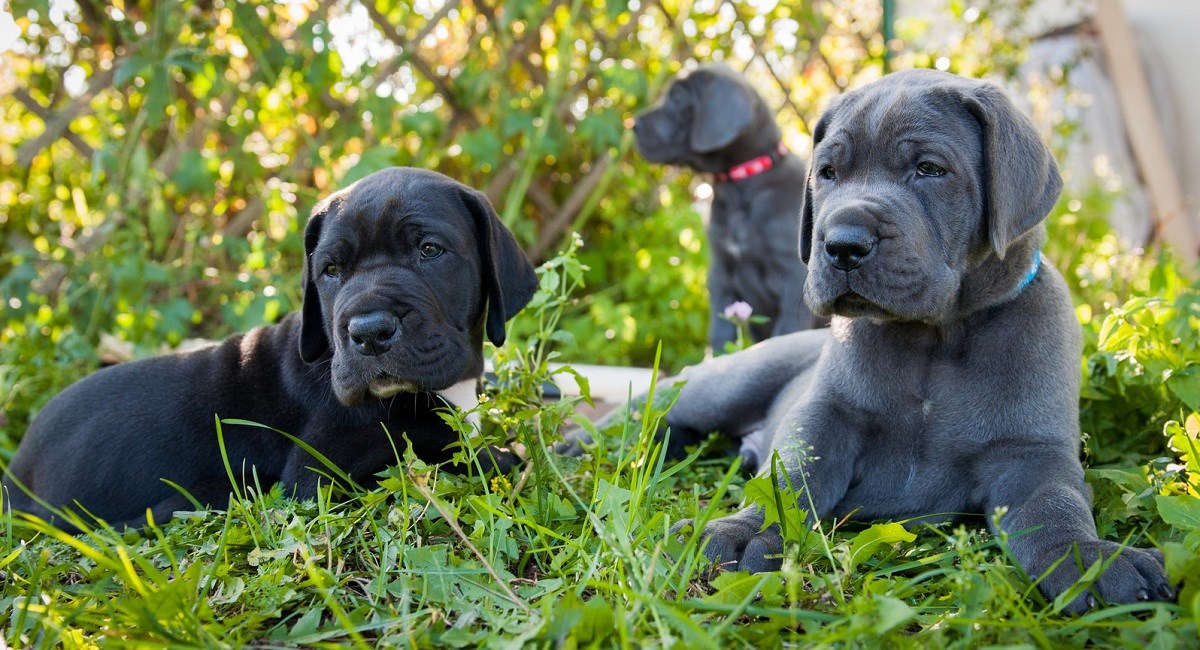 Three Great Dane Puppies sitting in the weeds