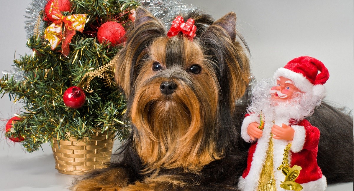 Yorkshire Terrier with minature Christmas tree