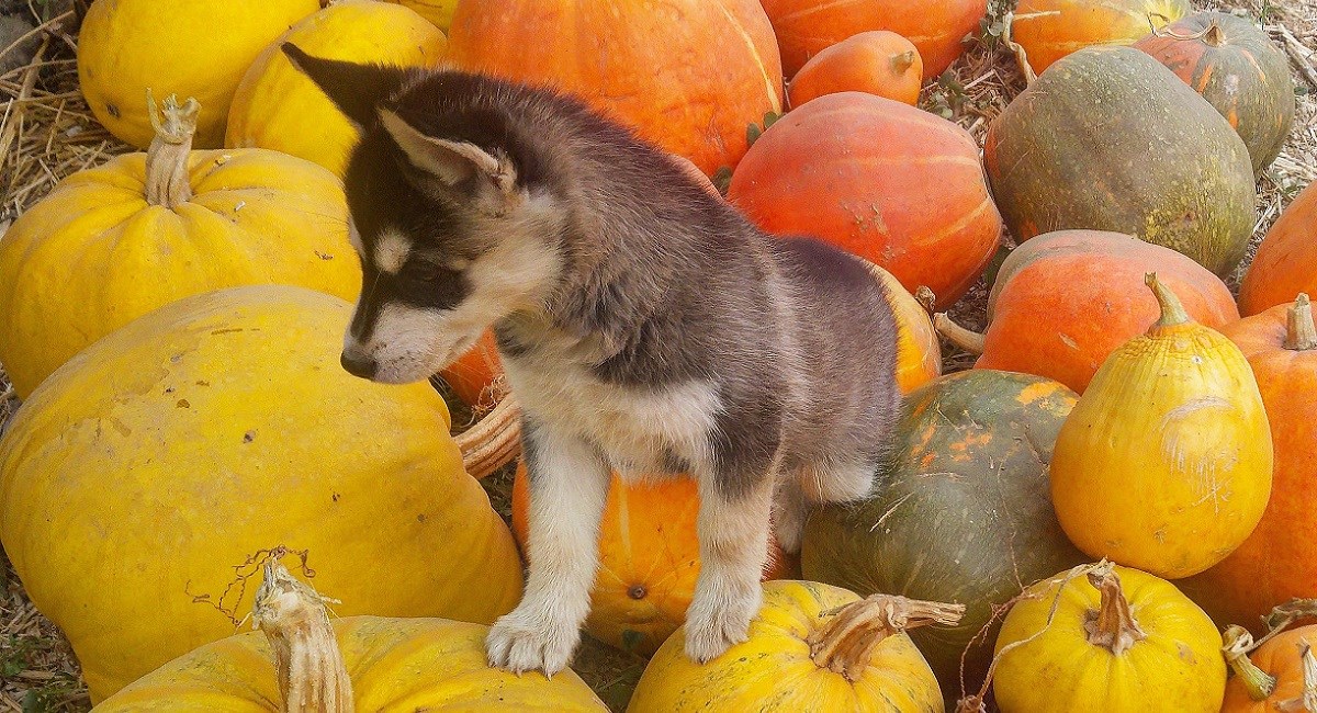 Siberian Husky puppy with pumpkins