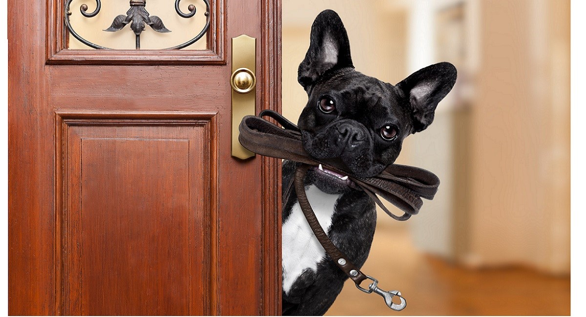 French Bulldog with leash waiting at the door