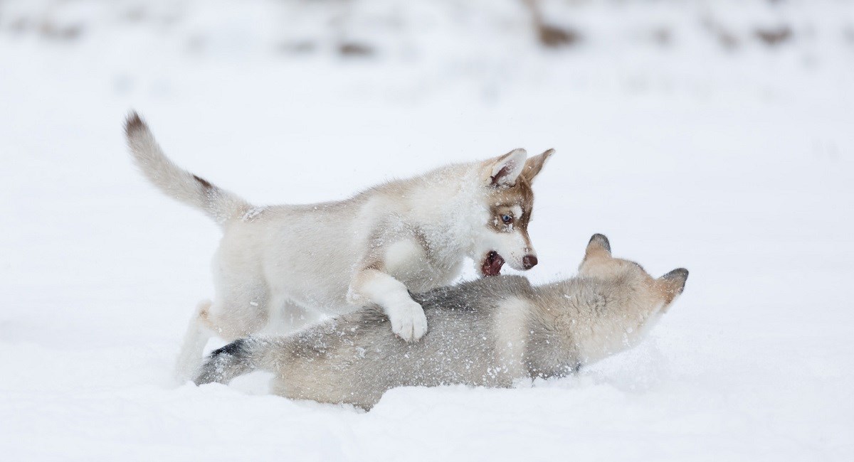 Two Siberian Husky puppies playing in the snow